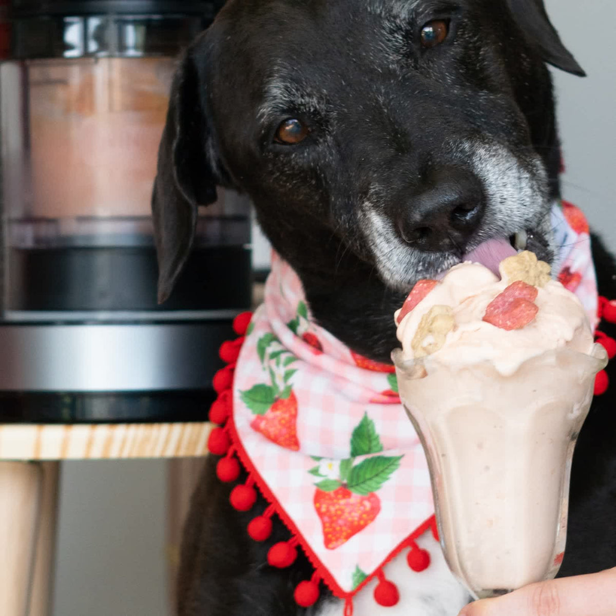 PB + J Puppy Pint